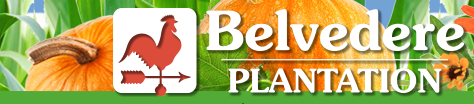 Belvedere Plantation- Fall Harvest Festival