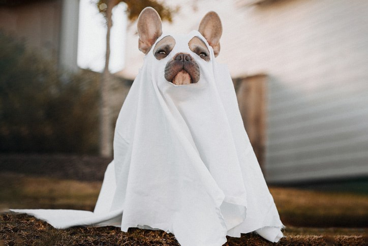 ghost-dog-blog.jpg