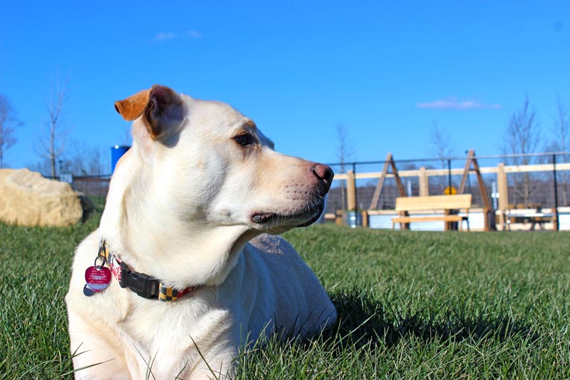 dogpark-1.jpg