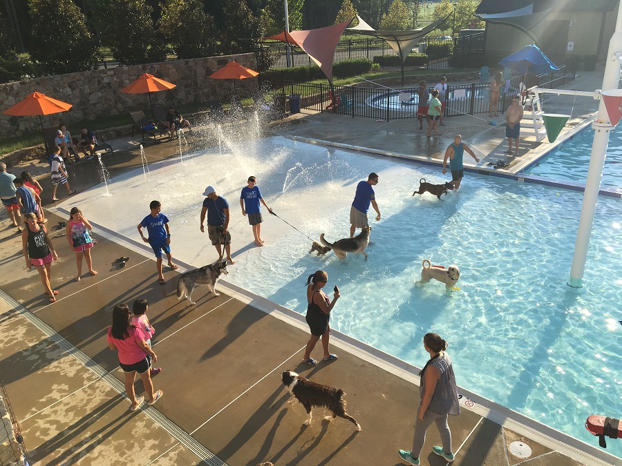 first annual doggie swim at Embrey Mill