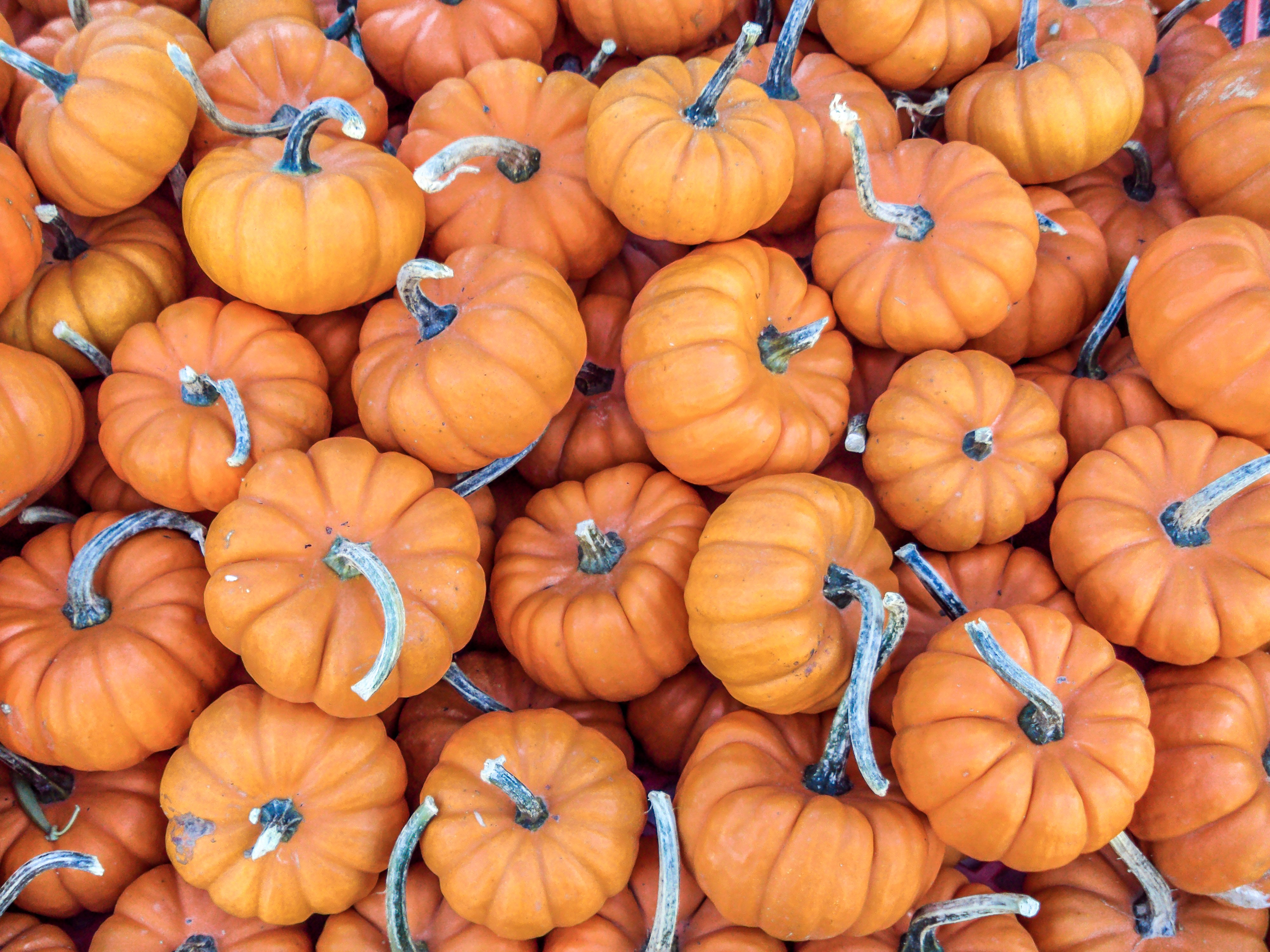 A pile of pumpkins for fall