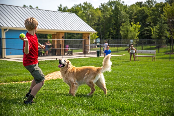 dog playing catch in a park