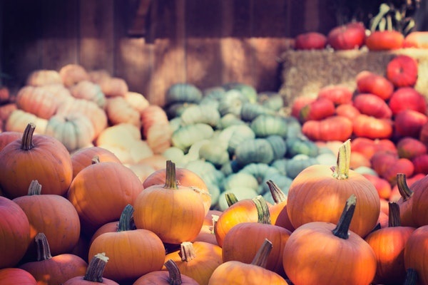 fall pumpking patch