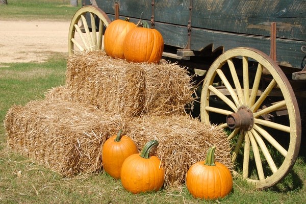 Fall pumpkins, hay and tractor