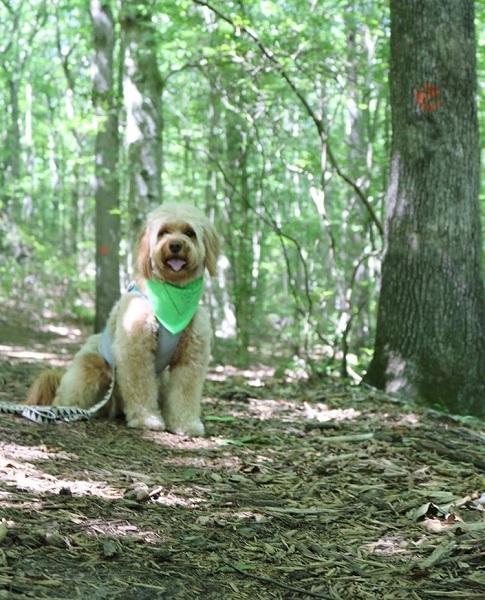 dog with green bandana in Embrey Mill