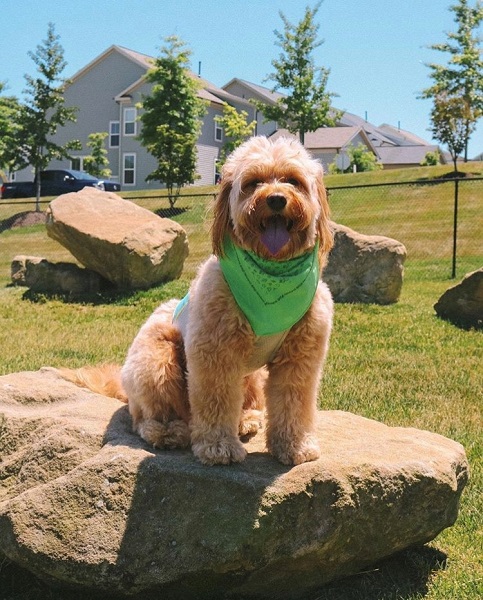 Merit at the dog park