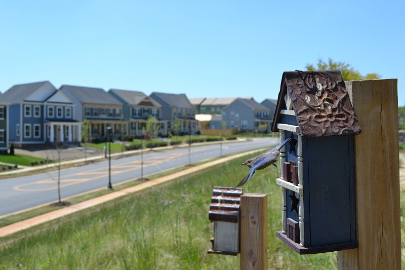 Bird flying into birdhouse in Embrey Mill