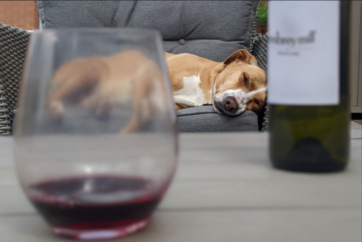 embrey-dog&wine.jpg